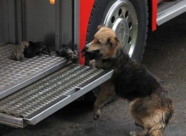 Iš gaisro išgelbėtus mažylius paslėpė ugniagesių automobilyje