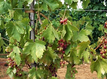 Biodegalai – iš vyno gamybos atliekų
